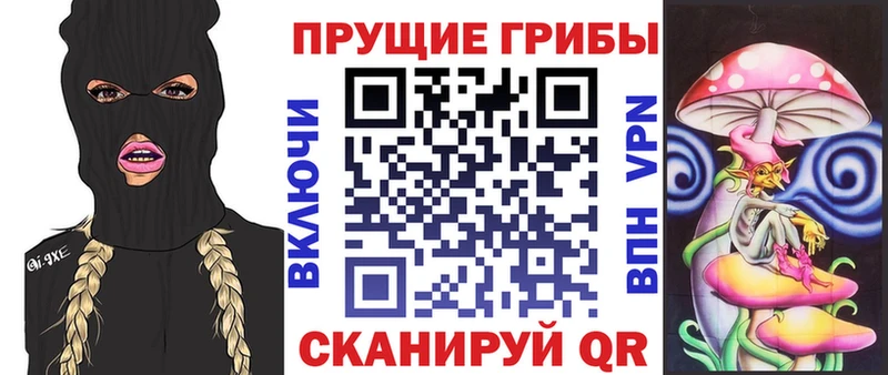 Купить закладки  Кудрово  Псилоцибиновые грибы Psilocybe 